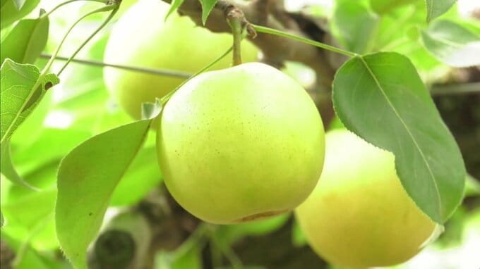 「暑い夏を乗り切って」　糖度は十分　二十世紀梨の収穫　三次市の農園　広島　|　RCC NEWS | 広島ニュース | RCC中国放送