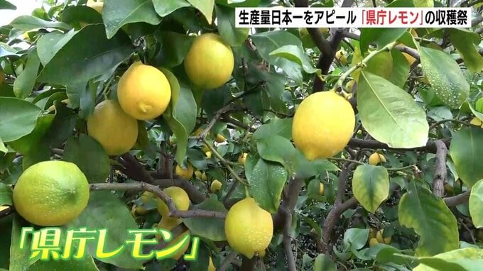 「すっぱい」“県庁レモン”の収穫祭　園児たちも収穫体験　生産量日本一の広島県産レモンをアピール|TBS NEWS DIG