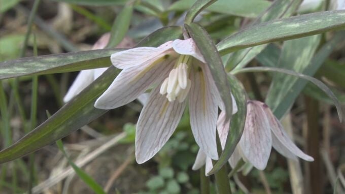 通称“春の妖精”　なぜか島根県だけに自生する希少な花「イズモコバイモ」とは？　|　BSSニュース | BSS山陰放送