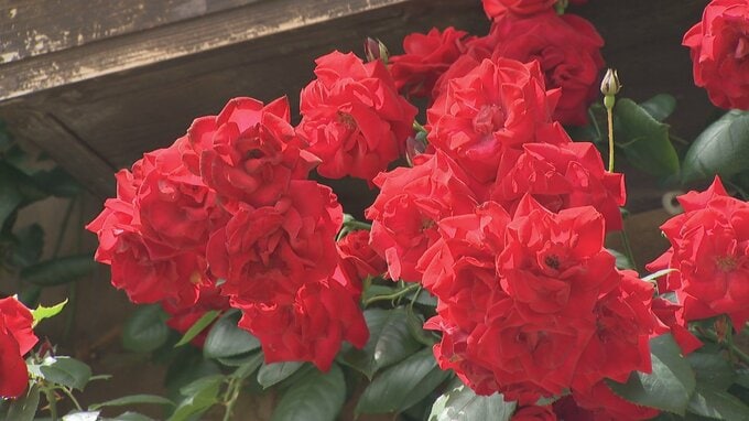 「心を奪われた」約1200株のバラが見ごろ　雨上がりはバラの香り広がる　河口湖音楽と森の美術館　|　山梨のニュース | ＵＴＹテレビ山梨