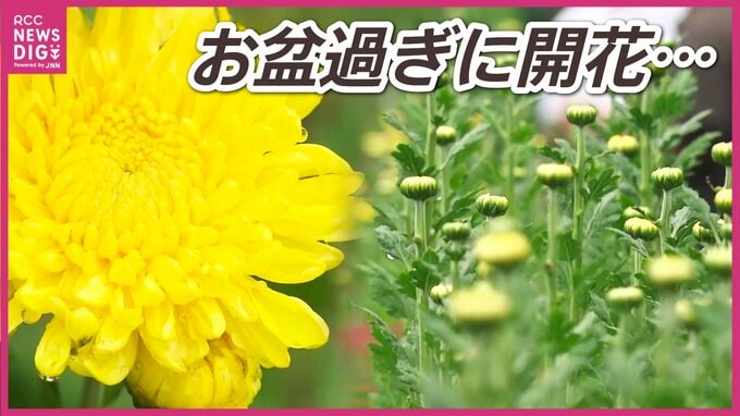 「1本70〜80円が30円台に」猛暑が招いたお盆・キクの価格暴落｢瞬間しか価値がない｣秋の彼岸にも及ぶ余波と生産者の苦悩　|　RCC NEWS | 広島ニュース | RCC中国放送