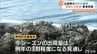 広島で発生のカキ大量死 愛媛県内へも波及 仕入れの8割が死ぬ 出荷量は例年の３割に　|　愛媛のニュース - Nスタえひめ｜あいテレビは6チャンネル
