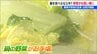 鍋チャンス!! ジャガイモやタマネギは高いけど ハクサイやネギなど鍋野菜は今が『お買い得』新潟　|　新潟のニュース・天気｜BSN NEWS｜BSN新潟放送