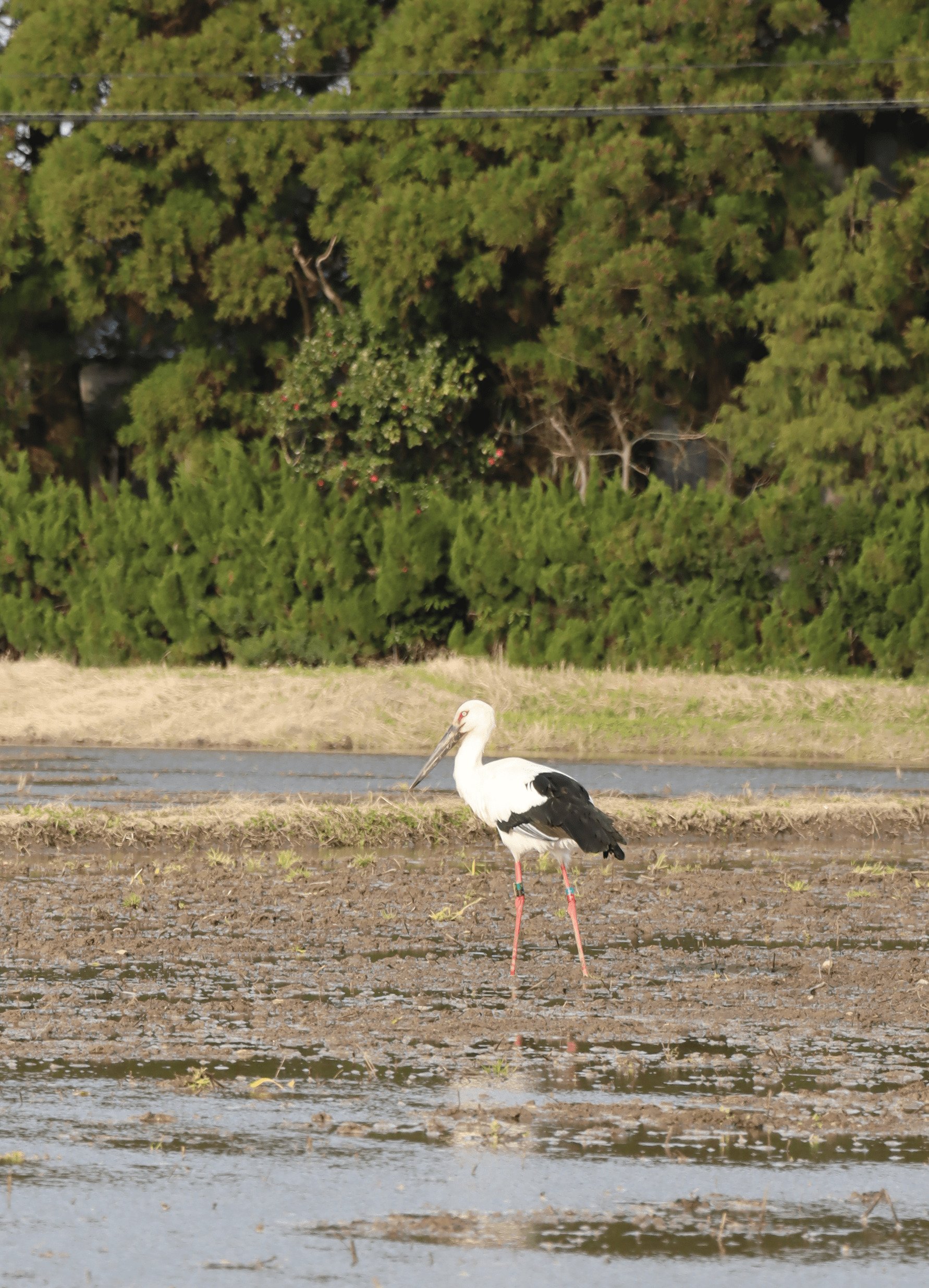 目の前にコウノトリが…」水田でエサねらう鳥 福井からの飛来か 富山