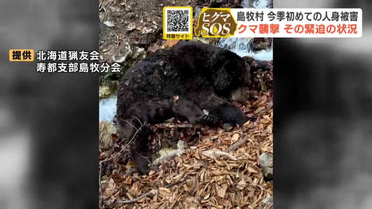 あんなしぶといクマ初めて」北海道島牧村で手負いのヒグマがハンターを