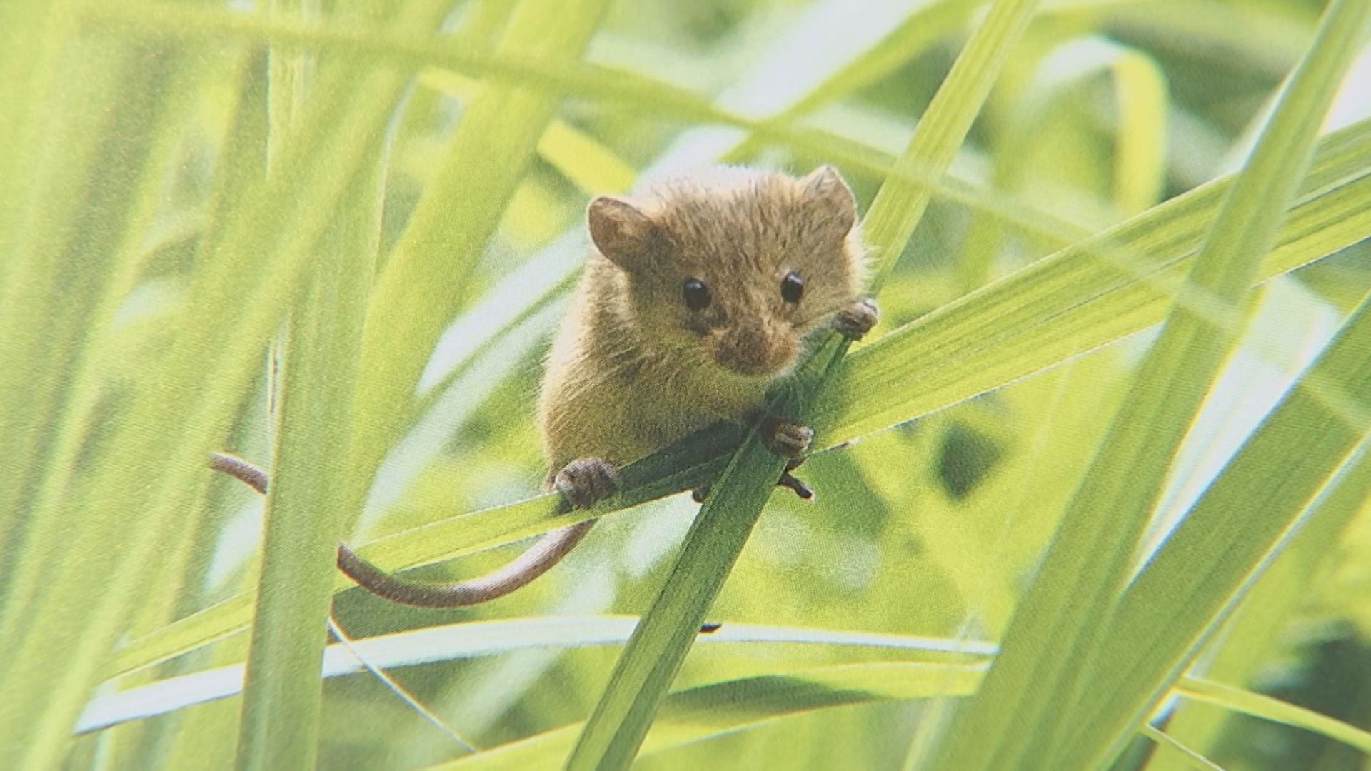 可愛すぎる「カヤネズミ」 すみか奪われ年々減少…レッドデータ