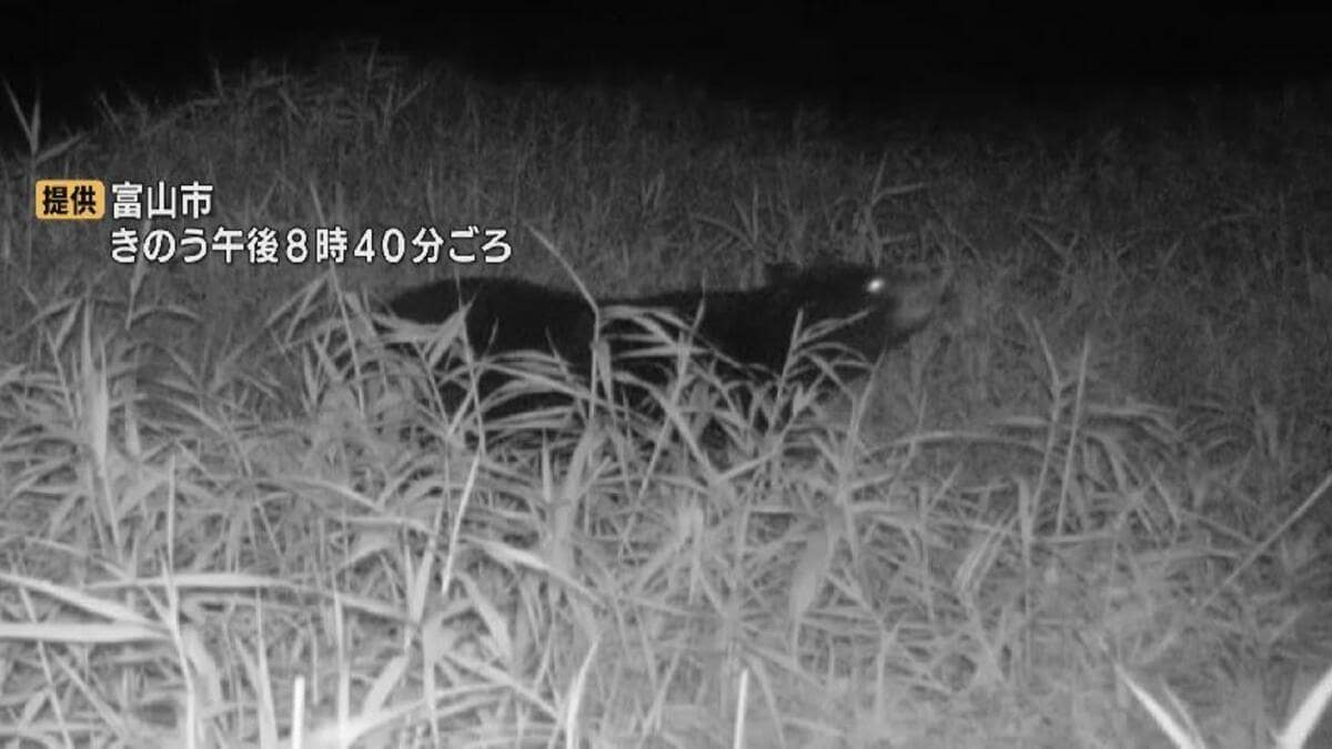 学校近くに体長1メートル超えるクマ出没 AIカメラが夜の河川敷で撮影