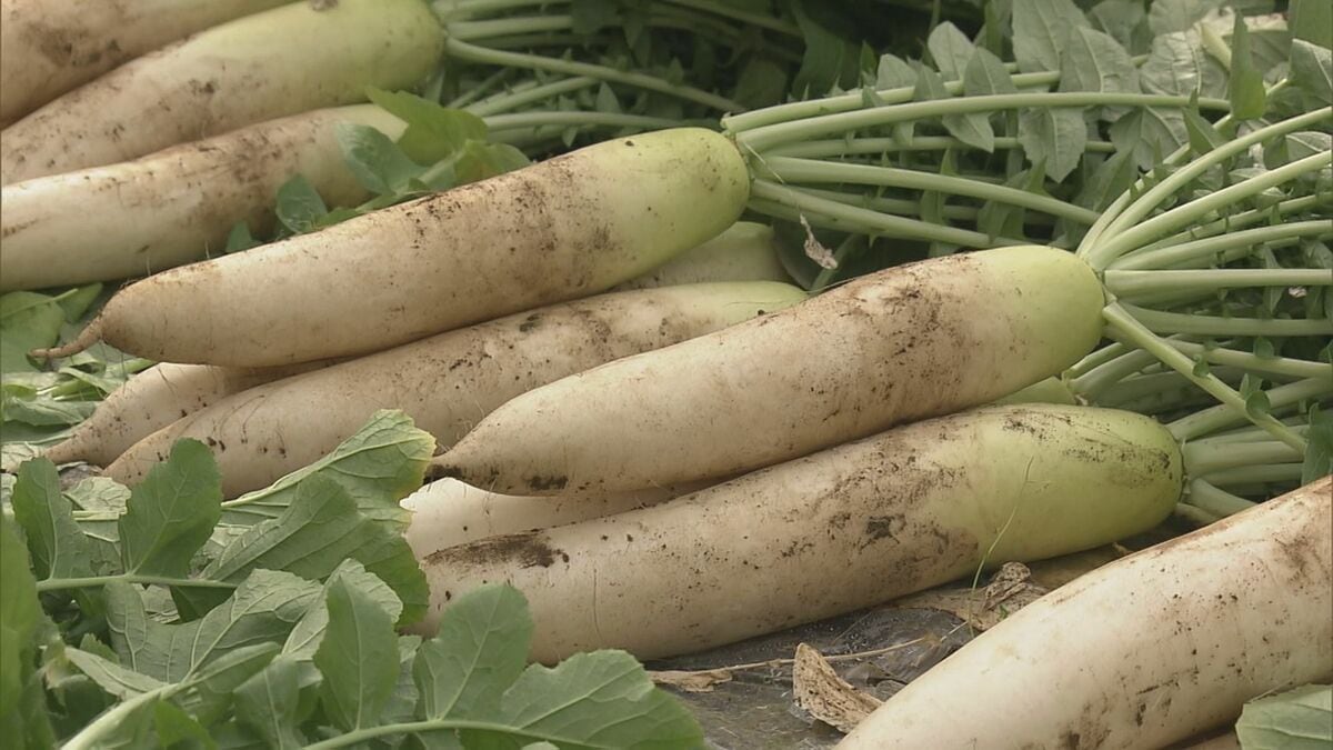 甘くシャキシャキ食感の“春だいこん” おすすめは｢生サラダ｣ 長良川流域の砂土壌生かし…｢優等生｣や｢つや風｣などの品種をハウス栽培 岐阜市