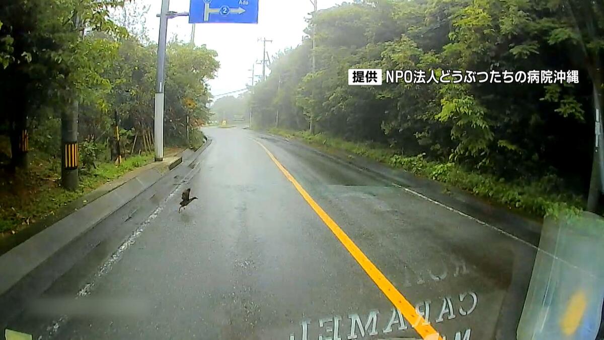 【連続写真】突然、車道に飛び出すヤンバルクイナ　希少生物の宝庫「やんばる」の道はゆっくり走って