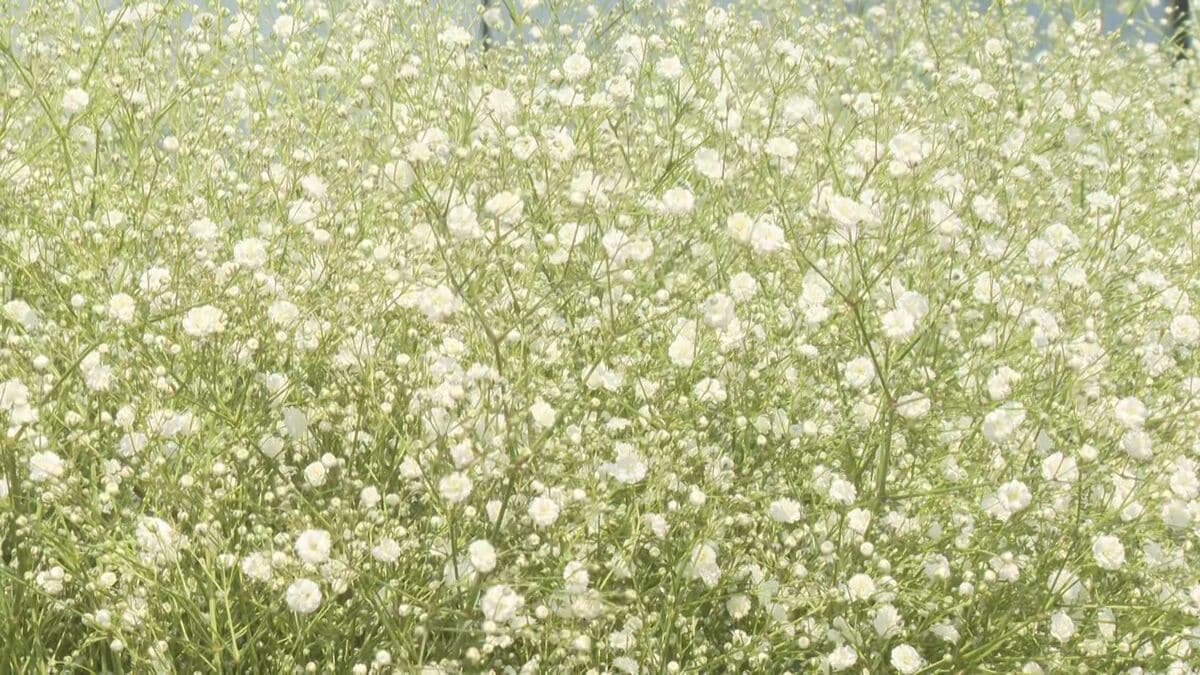 カスミソウの出荷シーズン到来　卒入学や歓送迎を彩る　大分