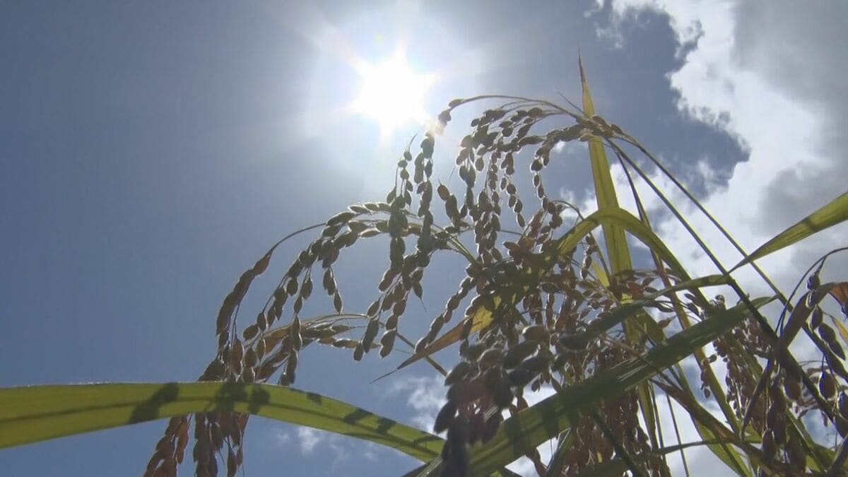日本一早い新米　八重山で収穫はじまる