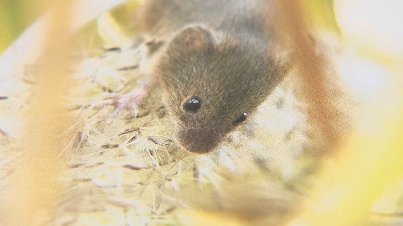 可愛すぎる「カヤネズミ」 すみか奪われ年々減少…レッドデータブック「絶滅危惧Ⅱ類」指定のところも “日本一小さなネズミ”の生態とは ...