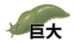 【バナナのような"巨大ナメクジ"】20センチ近くになる「ヤマナメクジ」市街地にはいないタイプ【画像閲覧注意】|TBS NEWS DIG