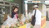 今年の果実はややおおぶり 旬の味覚 呉羽梨「あきづき」初出荷 酸味が少なくしっかりとした甘み ピークは今月20日 富山|TBS NEWS DIG