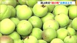 田上町の特産品 『越の梅』収穫・出荷始まる 収穫量は減るものの品質は上々|TBS NEWS DIG