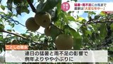 「大変な年や…」 猛暑と少雨の中 台風7号 梨農家も対策 富山|TBS NEWS DIG