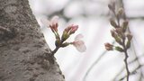 大分で桜の開花発表 平年と同じ去年より1日遅い便り | 大分のニュース|OBS NEWS|大分放送