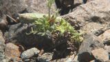 芝生に潜む“チクッ”の正体とは? 外来植物「メリケントキンソウ」に注意 | 大分のニュース|OBS NEWS|大分放送