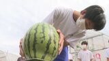 中学生が特産スイカ収穫体験…敵は…アライグマ 「全国に誇れるような仕事を」中学生が福賀すいか収穫体験|TBS NEWS DIG