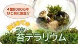 4億8000万年を生きぬくコケの魅力『苔テラリウム』が大人の趣味とし人気上昇中!ガラスの中に“緑の小宇宙”をつくる | 青森のニュース│ATV NEWS│青森テレビ