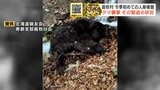 「あんなしぶといクマ初めて」北海道島牧村で手負いのヒグマがハンターを襲撃 同行ハンターが緊迫の状況語る「うなりながら落ちてきた」北海道で2026年初の人身事故 | 北海道のニュース|HBC北海道放送