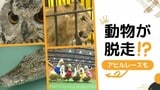 “ワニだっこ”“ライオンにエサ”体験型どうぶつ園「いきものキングダム」開幕|TBS NEWS DIG