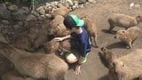 「こんなにいっぱい⋯びっくり」カピバラ専用展示エリア「カピバラランド」6年ぶりに復活=静岡・伊豆アニマルキングダム|TBS NEWS DIG