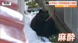 酒田市が麻酔銃を撃てずクマの逃走を許した理由は?新庄市と酒田市の対応の違いと猟銃使用の条件を担当者に聞く 熊対策の課題とは(山形) | 山形のニュース│TUYテレビユー山形