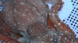 毒あり!噛まれると痺れる「サメハダテナガダコ」 漁のカゴにかかる 注意呼びかけ 岩手 | IBC NEWS | IBC岩手放送