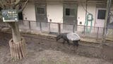 「世界バクの日」を前に福岡市動物園で飼育員がマレーバクについて解説　|　福岡のニュース｜RKB NEWS｜RKB毎日放送