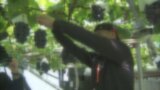 新規就農者331人で過去最多 シャインマスカットなど収益性高い果樹でUターン就農か 山梨 | 山梨のニュース | UTYテレビ山梨