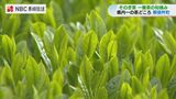 「香りがつよい」長崎県内一のお茶どころ・東彼杵町で一番茶の摘み取り始まる | 長崎のニュース | 天気 | NBC長崎放送