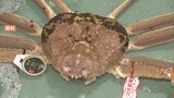 最高級松葉がに「五輝星」は何匹とれた？　今季のズワイガニ漁　全体では水揚げ量昨季下回る　鳥取県　|　BSSニュース | BSS山陰放送