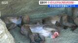 サルの暑さ対策に特製の“凍らせおやつ”　悠久山小動物園「動物たちが参る前に私たちが…」飼育員も悲鳴　新潟・長岡市|TBS NEWS DIG