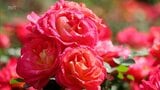 74歳の男性が亡き妻をしのび育てる約1万本のバラ　串間市で見ごろに　|　MRTニュース ｜ ＭＲＴ宮崎放送