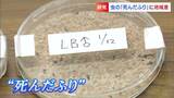 昆虫の「死んだふり」は緯度が高いほど長い!?世界初の研究結果は “生物の進化の謎” に迫る大きな一歩 |TBS NEWS DIG