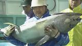 2023年最後の漁 水揚げしたマグロは「身がしまって鮮度がいい！」年末商戦に向け次々に競り落とす ビンナガ・メバチ・キハダも 三重　|　名古屋・愛知・岐阜・三重のニュース【CBC news】 | CBC web