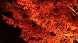 国の特別名勝「栗林公園」で21日から秋のライトアップ 赤く色づいたカエデが夜空に照らされる【香川】 | 岡山・香川のニュース | 天気 | RSK山陽放送
