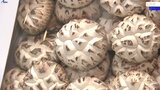 岩手県産干しシイタケの品質や生産技術を審査する品評会の表彰式 盛岡市|TBS NEWS DIG