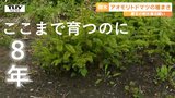 樹氷ができる大きさになるまで50年！樹氷の元となる木の種まき作業が行われる  蔵王の樹氷を守れ！  参加者は「すごいことに携われたなという気持ち」（山形）　|　山形のニュース│TUYテレビユー山形