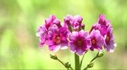 今年は例年とは違う光景が…【ききミミ!】数万株のクリンソウが一面に彩る公園 生育が良くなく恒例の祭りが中止に…花を守っていくにはどうしたらいい?長野・喬木村 | SBC NEWS | 長野のニュース | SBC信越放送