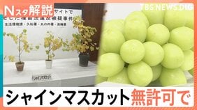 「シャインマスカット」の苗を無許可販売か、中国の検索サイトでも画像が多数… 相次ぐ不正流出【Nスタ解説】|TBS NEWS DIG