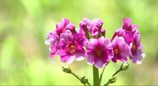 今年は例年とは違う光景が…【ききミミ!】数万株のクリンソウが一面に彩る公園 生育が良くなく恒例の祭りが中止に…花を守っていくにはどうしたらいい?長野・喬木村 | SBC NEWS | 長野のニュース | SBC信越放送