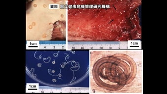 アニサキス食中毒サンマやイカの刺身食べた30代客が腹痛 飲食店を1日間の一部営業停止　宮城　|　宮城のニュース│tbc NEWS│tbc東北放送