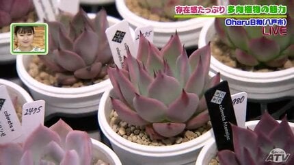趣味が高じて専門店をオープン！多肉植物のある暮らし 初心者に