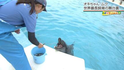 50年現役！「沖縄観光のハイライト」美ら海水族館のオキちゃんとムク