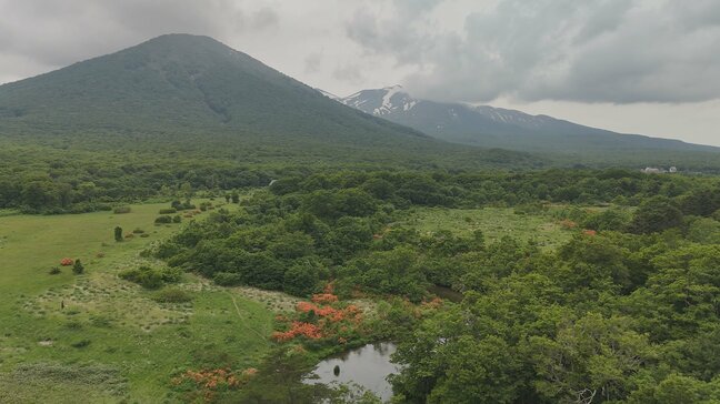 初夏の八甲田『グダリ沼』　山を彩るレンゲツツジと静かな水の流れ「一番いい時期」　青森県・田代高原|TBS NEWS DIG