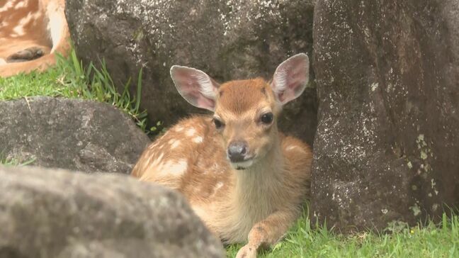 かわいい赤ちゃんが続々お目見え アフリカンサファリでシカなどが出産ラッシュ |TBS NEWS DIG