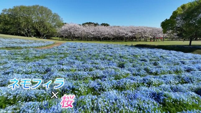 【ドローン映像】桜とネモフィラが見頃　ピンクとブルー春だけの景色　福岡市の海の中道海浜公園|TBS NEWS DIG