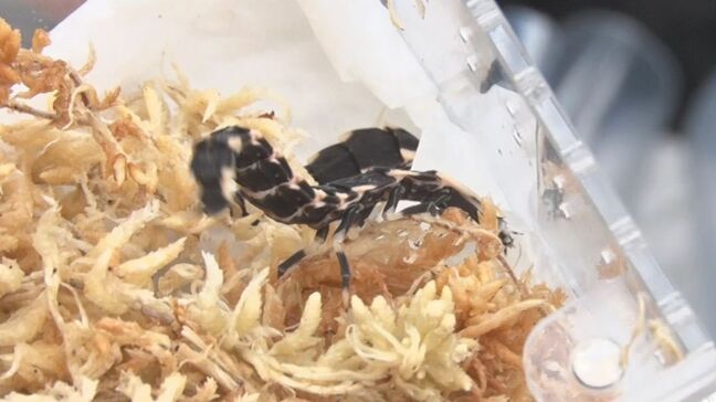 大量のカタツムリを食べる「ヤエヤママドボタル」　薬剤を使わずに防除する試験　沖縄県今帰仁村|TBS NEWS DIG